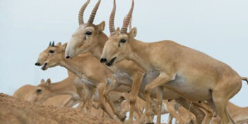 Әлемдегі киіктердің 90 пайызы – Қазақстанда