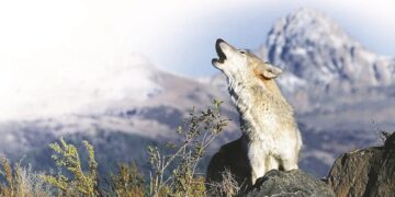 Қасқырша ұлыған әке