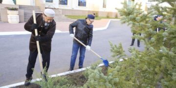 Мүфтият ғимаратының ауласына 440 арша ағашы отырғызылды