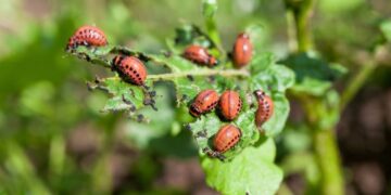 Айтатын зікірің бар ма?