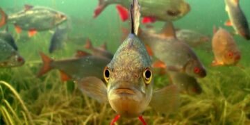 Суда жүзген балықтаймыз