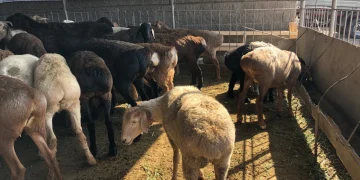 Құрбан айтқа мал бағасы өзгерген бе?