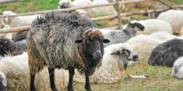 В Астане определены места для жертвоприношения на Курбан айт