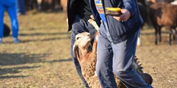 В Караганде определены места для жертвоприношения скота на Курбан-айт