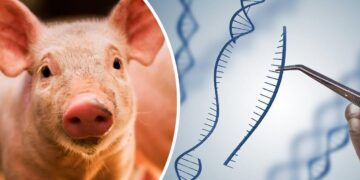 Шошқа етінен жасалған «халал шұжықтар»