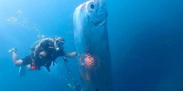 «Ақырзаман балығы» су бетіне шықты