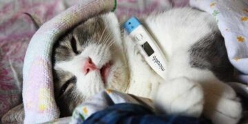 Кезекті пандемия: мысық тұмауы басталды