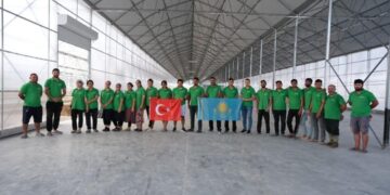 Елімізде банан өсіріле бастады