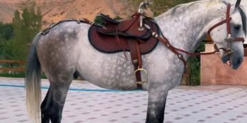 Садыр Жапаров қазақ ақынына жылқы сыйлады