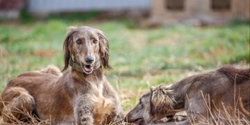 Казахские тазы впервые будут представлены на Всемирной выставке собак