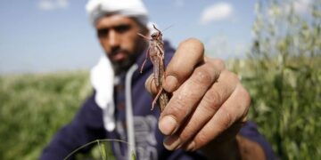 Что говорит ДУМК о саранче в качестве халяльного продукта