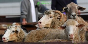 Жертвоприношение в Курбан айт