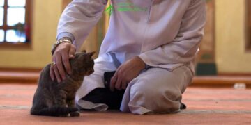 Животные в доме