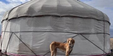 Признание FCI «Тазы – исконно казахская порода»