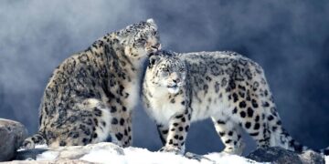 Казахстан и Кыргызстан объединяют усилия для спасения снежного барса