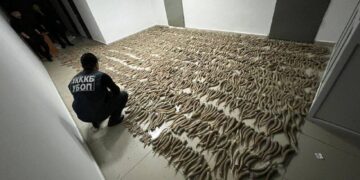 Қызылорда облысы тұрғындарынан 2 мыңнан астам киік мүйізі тәркіленді