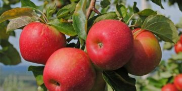 Қазақстан апорттың отаны ретінде ресми түрде мойындалды