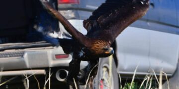 В Жетісу беркуты из «Сункара» вернулись в дикую природу