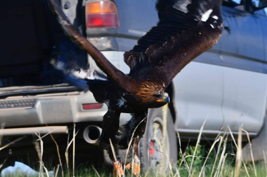 В Жетісу беркуты из «Сункара» вернулись в дикую природу
