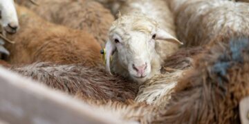 В Алматинской области подготовили 25 площадок для жертвоприношений на Курбан Айт