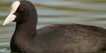 Қасқалдақтың қанындай…