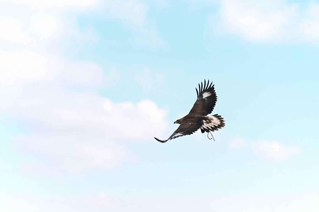 В области Абай состоялся республиканский турнир беркутчи