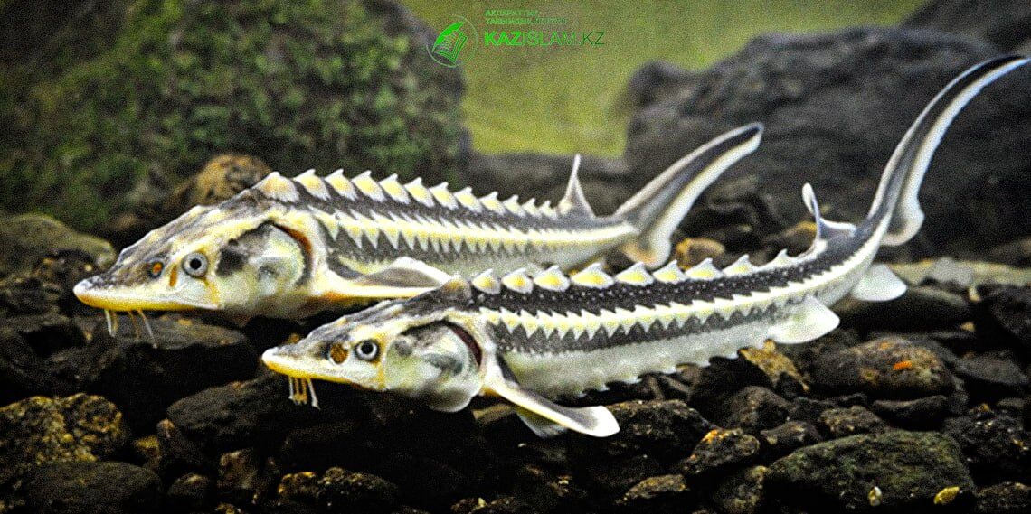 Можно ли есть рыбу без чешуи по Шариату?