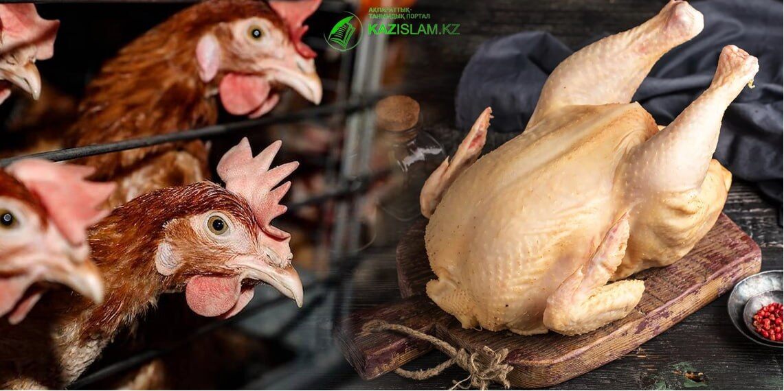 Забой птицы по шариату