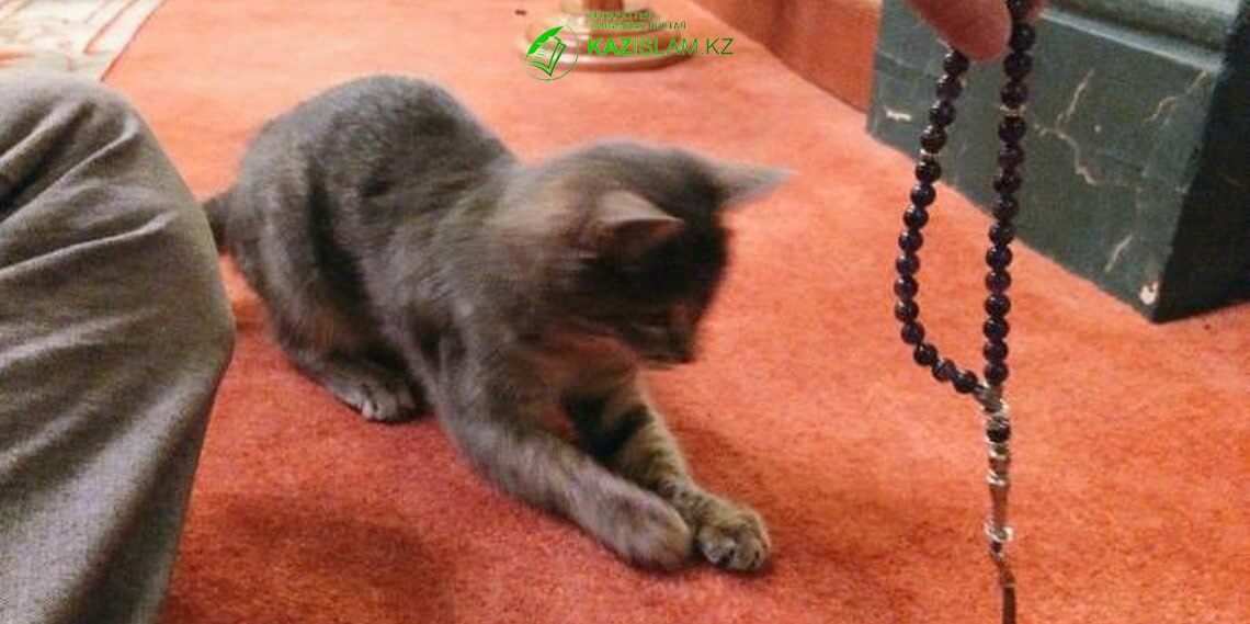 Портит ли кошка намаз