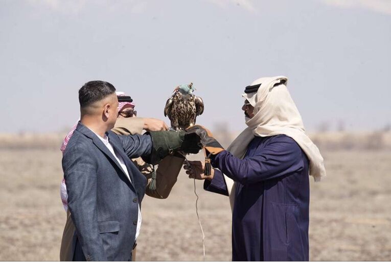 В Жетысу возрождают популяцию сокола-балобана