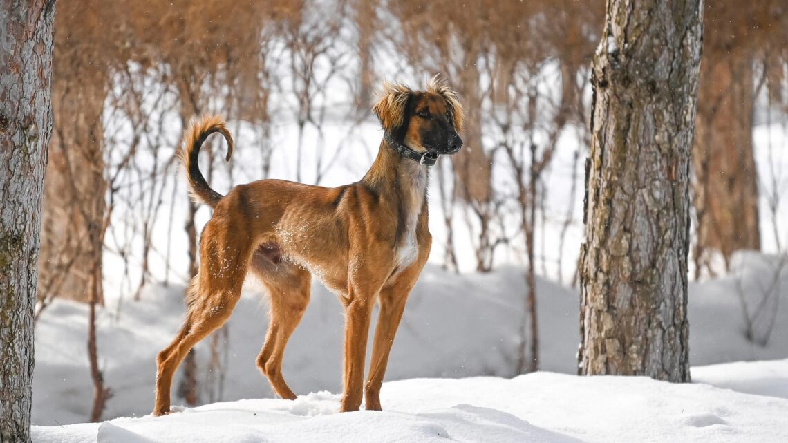 3 сентября — День казахского тазы и тобета